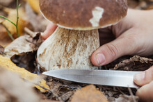 Cutting Edible White Boletus Mushroom In Forest With A Help Of Knife, Close Up. Autumn Hobby, Fungi Food, Healthy Lifestyle