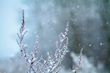 Fototapeta Dmuchawce - polna roślina przykryta śniegiem, w tle padający śnieg
