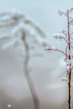 Fototapeta Dmuchawce - ZIMA, polna roślina przykryta śniegiem.