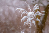 Fototapeta Dmuchawce - polna roślina przykryta śniegiem