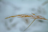 Fototapeta Dmuchawce - polna roślina przykryta śniegiem