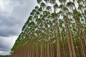 Wall Mural - Eucalyptus Forest Wood Plantation Trees