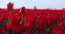 Dutch Spring Scene With Colourful Detail Of Tulip Fields And A Windmill At Sunrise In The North Netherlands. Amazing Close-up Shot View Of Dramatic Spring Landscape Scene On The Blooming Red Tulips