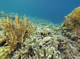 Fototapeta Do akwarium - A puffer fish surrounded by the coral reef in Riung on Flores.