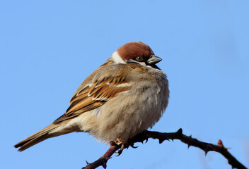 Canvas Print - Eurasian tree sparrow (Passer montanus) in winter