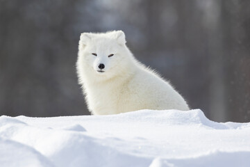 Canvas Print - Arctic fox (Vulpes lagopus) in winter