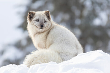 Sticker - Arctic fox (Vulpes lagopus) in winter