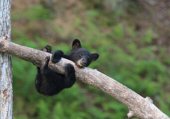 Wall Mural - hang on little guy