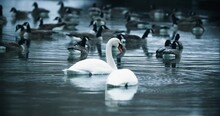 Pair Of Wild White Swans Drinking From Icy Lake Water. Swimming Waterfowl Goose Mate Feeding In Snowy Cold Pond Slow Motion Birds 4K