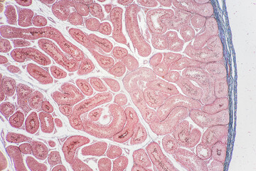 Anatomy and Histological Uterine tube, Uterus, Vagina, Ovary and Testis Rabbit cells under microscope.