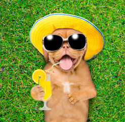 Aufkleber - Funny mastiff puppy wearing summer hat and sunglasses lies on its back on summer green grass and holds orange cocktail. Top down view