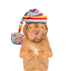 Poster - Unhappy frozen puppy with eye closed wearing a warm winter hat with pompon. isolated on white background