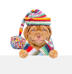 Poster - Smiling puppy wearing warm scarf and hat holds thermometer in it mouth and looks above empty white banner. isolated on white background