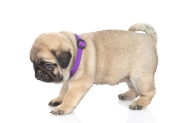 Canvas Print - Tiny pug puppy standing in side view and looking away. isolated on white background