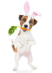 Aufkleber - Jack russell terrier puppy wearing easter rabbits ears holds carrot in it mouth. Isolated on white background