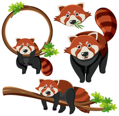 Wall Mural - Mix set of red panda