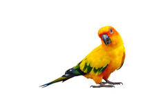 Colorful Sun Conure Parrot Isolated On Transparent Background Png File