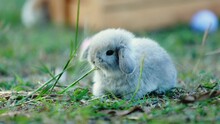 Adorable Bunny Holland Lop Eating A Fresh Grass In The Garden