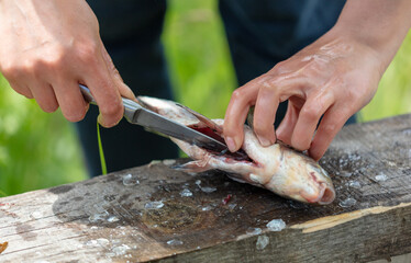 Canvas Print - Cleaning fish with hands in nature.