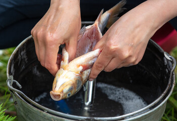 Canvas Print - Cleaning fish with hands in nature.