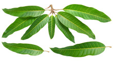 Mango Leaves On White Background, Green Mango Leaves On White PNG File.