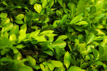 Wall Mural - Nature background of green leaf