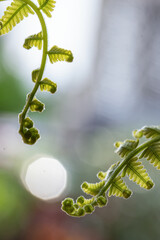 Wall Mural - fern leaves in the morning