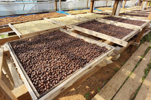 Coffee Beans Drying In The Sun              