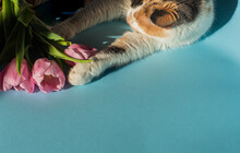 Cute Kitty Playing With Beautiful Pink Tulips. Springtime Concept