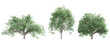 © Chayanee - Tree quercus cerris on transparent background.3d rendering PNG Set