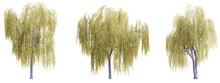 Tree Salix Babylonica On Transparent Background.3d Rendering PNG Set