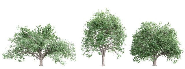Fototapete - Tree quercus cerris on transparent background.3d rendering PNG Set