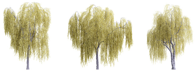 Fototapete - Tree salix babylonica on transparent background.3d rendering PNG Set