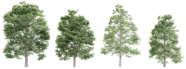 Poster - tree tilia europaea on transparent background.3d rendering png set