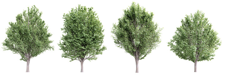 Wall Mural - Tree ulmus minor on transparent background.3d rendering PNG Set