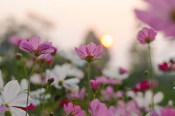 Wall Mural - Pink cosmos flower in the garden with sunset time