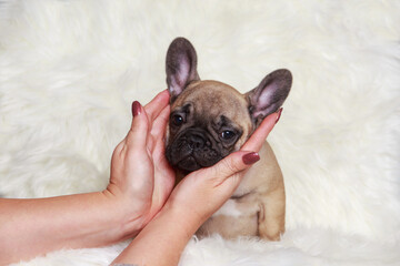 Wall Mural - French bulldog puppy