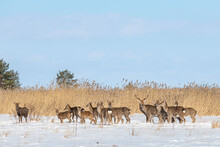 A Herd Of Spotted Deer In Winter