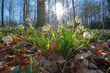Märzenbecher im Wald Gegenlicht mit Sonne
Nahaufnahme daher selektive Schärfe