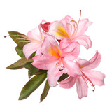 Fototapeta Storczyk - Light pink rhododendron flower isolated on white background.