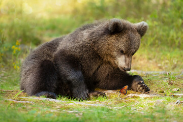 Wall Mural - cute bear cub watching at a butterfly