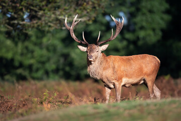 Wall Mural - Close up of a red deer stag in autumn