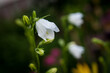 White bellflowers in bloom