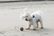 white dog breed bichon maltese, playing on the beach with a pink ball