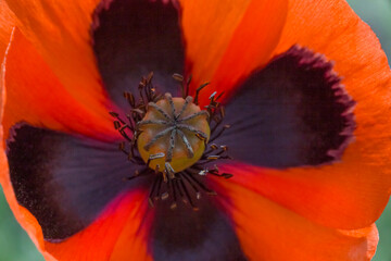 Canvas Print - close up of red poppy