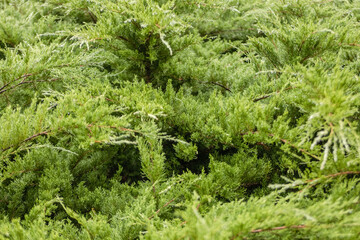a green enviorment filled with pine trees