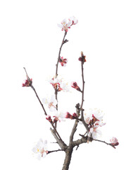 Poster - Branch with white flowers of Apricot  isolated on white background. Selective focus