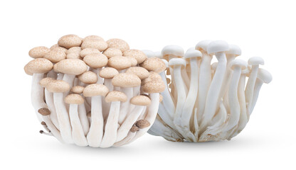 Wall Mural - Brown and white beech mushrooms or Shimeji mushroom . food high protien on transparent.