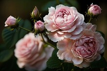 Pink Blooms Of Royal Stature. Information About A Rose Shrub. Generative AI