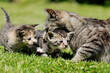 cat mother and kitten sitting in grass in the garden